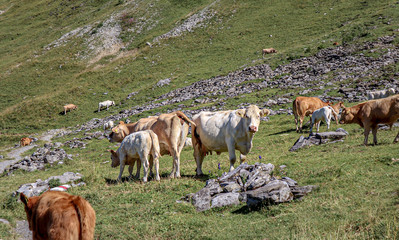 Cow herd with white and brown cows and calves on meadow. Swiss Alps.