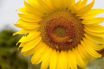 Obraz premium sunflower in nature with a green background.