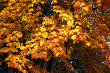 Yellow and dark red autumn leaves on tree. 