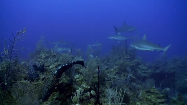 Close-up school of gray reef sharks and Atlantic giant near people divers in underwater Caribbean Sea and animal predator in marine life in tropical wildlife of aquatic exotic ecosystem of ocean Cuba.