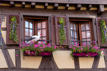 Typical architecture with stork of Alsace in France