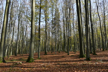 Wonderful autumn in a Kashubian forest