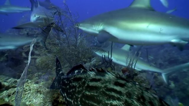 Close-up school of gray reef sharks and Atlantic giant underwater landscape Caribbean Sea and animal predator in marine life in tropical wildlife of aquatic exotic ecosystem of ocean Cuba.