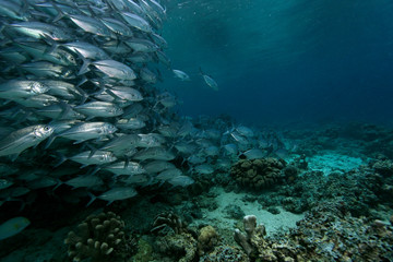 shoal of jackfish in Sipadan coral reef, Borneo