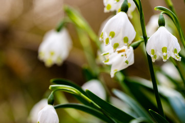 Märzenbecher Frühling