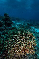 Fototapeta na wymiar Sipadan coral reef with corals and fish, Borneo