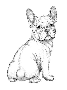 7 100 Best French Bulldog Drawing Images Stock Photos Vectors Adobe Stock