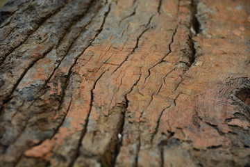 bark of a tree