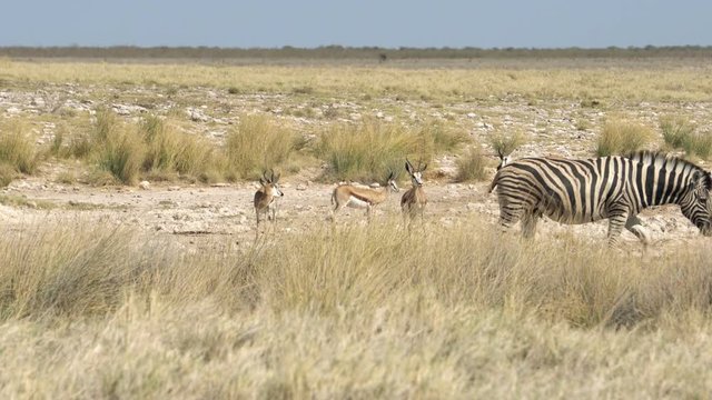 herd of zebras graze in the Kalahari desert, South Africa