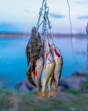 Many perch fish hanging caught by angler on Fish Stringer against