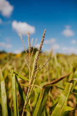 Wheat Field