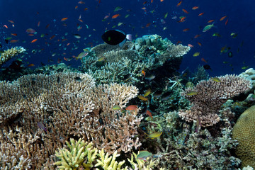 Sipadan coral reef with corals and fish, Borneo