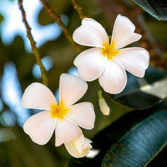 Beautiful Frangipani