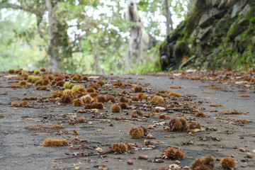 Fototapeta premium Mountain road with chestnuts and acorns, autumn image