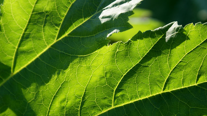 green large leaves of wild burdock through which the bright summer hot sun shines through