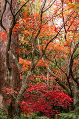 Autumn fall golden leaves in orange, yellow, red on Japanese maple garden trees with green ferns and large eucalyptus gum tree