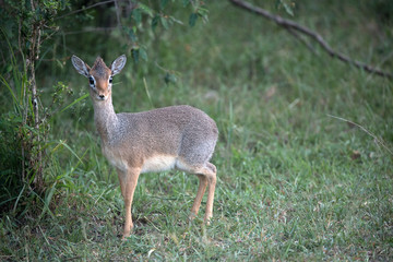 Kirks Dik Dik - Kenya Africa