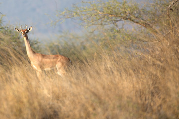Naklejka na ściany i meble The gerenuk, also known as the giraffe gazelle. Here in Kenya.