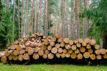 Sawn pine trunks lie on the grass 