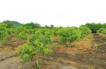 Growing Mango field in valley of Thailand