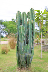 Fototapeta premium Green cactus in the garden.