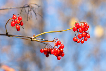Fototapeta na wymiar Ripe viburnum berries on a branch on a sunny day Close-up on a background of blue sky