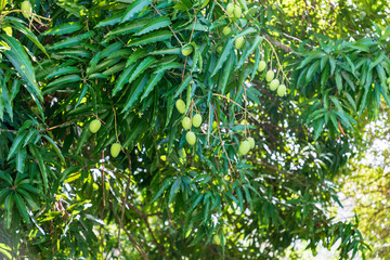 Mangobaum mit Früchten, Mangifera indica auf der Insel Aruba.