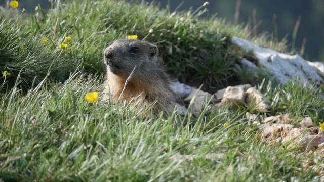 cute, lovely wild marmot pops up in in the bush of Dolomites. what a lovely surprise. close up mode