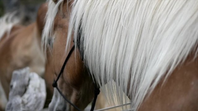 close up view of a haflinger horse moving his head in the alps of dolomites Italy. close up