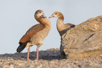 Juvenile egyptian geese next to a lake