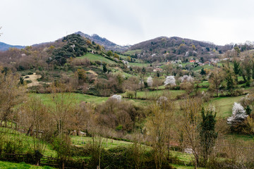 Scenic view of picturesque green valley with blooming almond trees adding a delicate white color to landscape. Asturias, Spain
