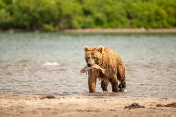 Ruling the landscape, brown bears of Kamchatka (Ursus arctos beringianus)