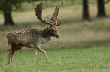 A stunning Fallow Deer Stag, Dama dama, walking across a field with attitude during the rut. - obrazy, fototapety, plakaty