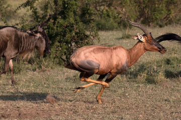 The topi (damaliscus lunatus) is a highly social and fast antelope.
