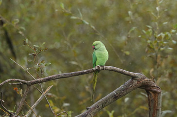 A wild ring-necked, or rose-ringed Parakeet, perching on a tree in the rain in the UK. It is the UK's most abundant naturalised parrot.