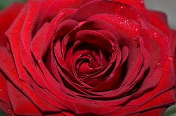 Belles fleurs rouge et blanche