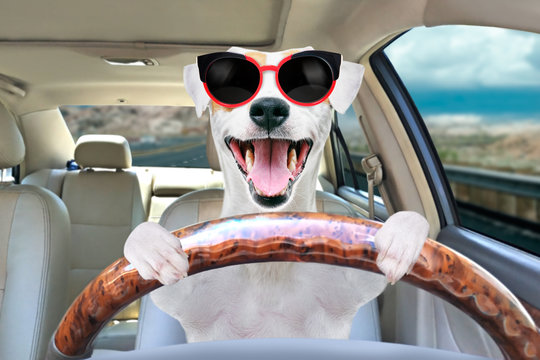Portrait of a funny dog Jack Russell Terrier behind the wheel of a car