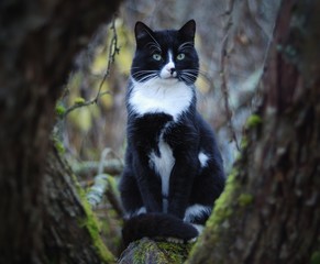 Naklejka na ściany i meble black cat on a tree in the garden