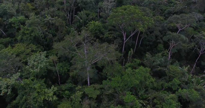 Farmland with Burned Dead Trees, Green Grass, and Thin Cows in Pando, Bolivia