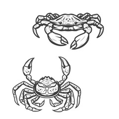 Blue and opilio crab animal