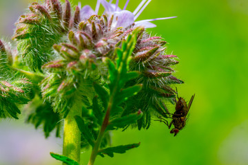 Insekten Wiese