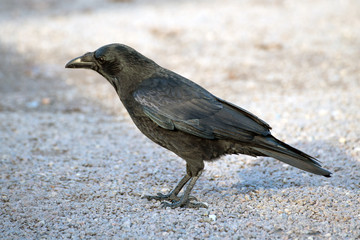 Full body side view of a large black 'Corvus Corax' common raven or northern raven passerine bird standing on gray pebble road