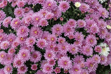 Lilac chrysanthemum blossom on a lush bush, top view background wallpaper. Autumn flower chrysanthemum daisy with delicate petals
