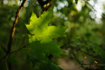 big green maple leaf with sunlight, tree branch in the summer forest.