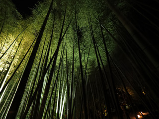 Japan Kyoto old town  bamboo forest