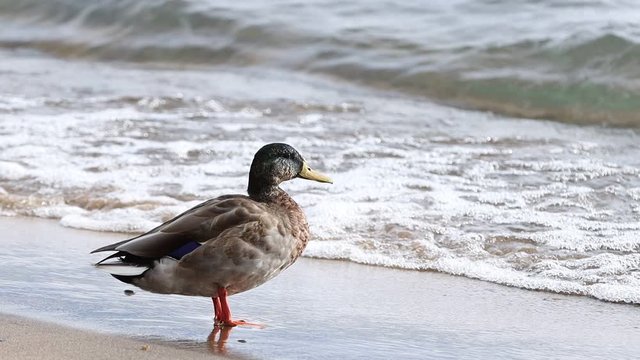 Mallard Duck at Lake Tahoe in Slow Motion with Shallow Depth of Field.