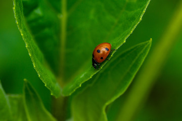 Fototapeta premium Insekten Wiese