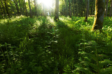 Fototapeta na wymiar Thick, green undergrowth in a forest