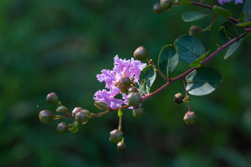 Outdoor blooming purple crape myrtle macro close-up，Lagerstroemia indica
