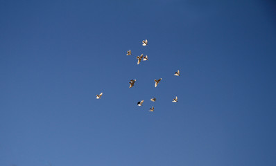 Birds flying in the sky